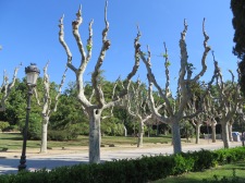Cool Trees